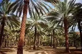 Saudi Arabia Palm Tree | Tabuk Tours | Tour to Oases in Saudi Arabia
